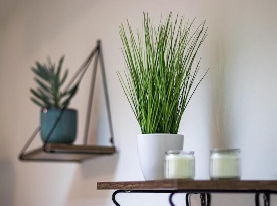 Center Cozy Apartment Σουμπότικα Εξωτερικό φωτογραφία